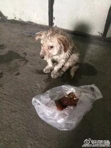 爆料视频狗 第2张 爆料视频狗 第2张